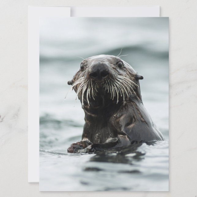 Wise Otter (Voorkant)