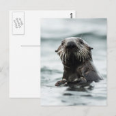 Wise Otter Briefkaart (Voorkant / Achterkant)