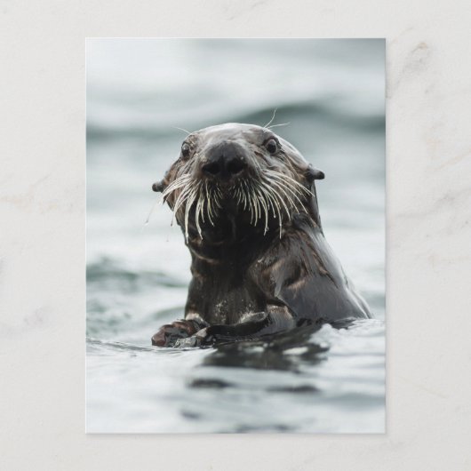 Wise Otter Briefkaart (Voorkant)