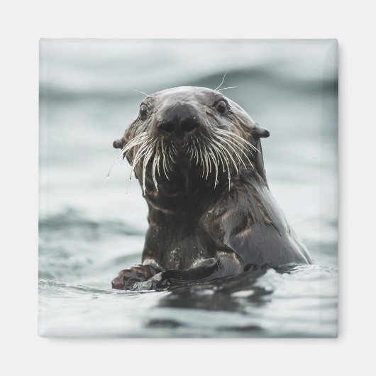 Wise Otter Magneet (Voorkant)