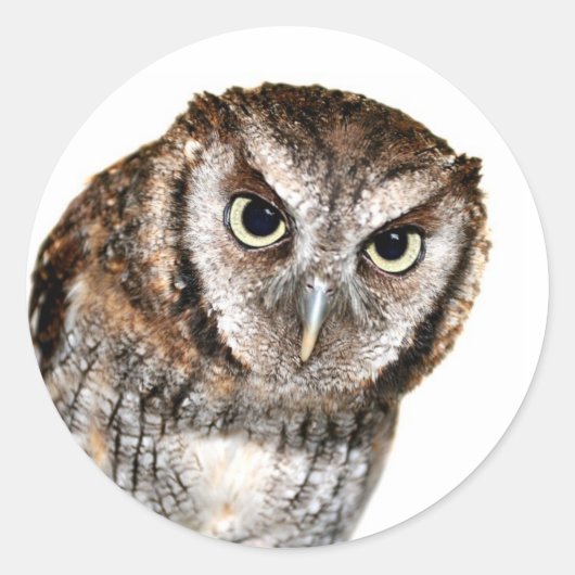 Wise Owl Ronde Sticker (Voorkant)