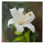 Wislichtwitte lib tegeltje (Voorkant)