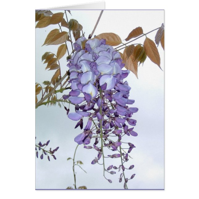 Wisteria (Voorkant)