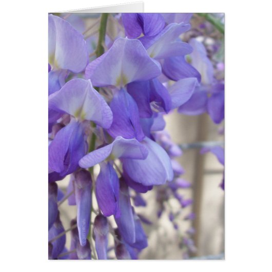 Wisteria (Devant)