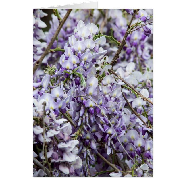Wisteria (Devant)