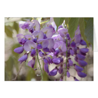 Wisteria