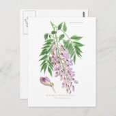 Wisteria Briefkaart (Voorkant / Achterkant)