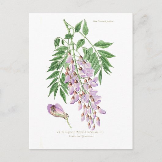 Wisteria Briefkaart (Voorkant)