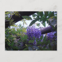 Wisteria