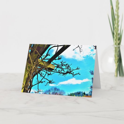 Wisteria, carte (Devant)