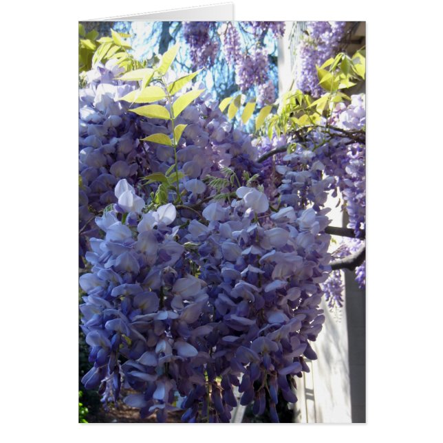 Wisteria Cluster (Voorkant)