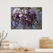 Wisteria-cluster Poster (Keuken)
