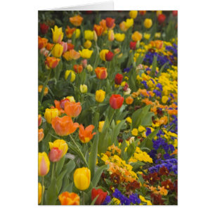 Wisteria en tulpen in de tuin van Dumbarton