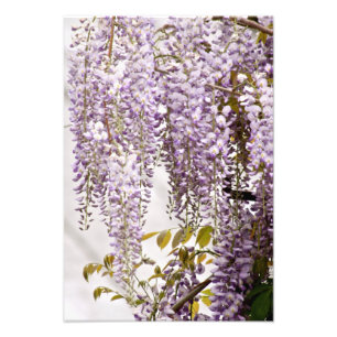 Wisteria Flowers 1 Foto Afdruk