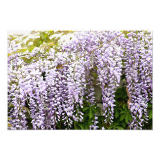 Wisteria Flowers Foto Afdruk
