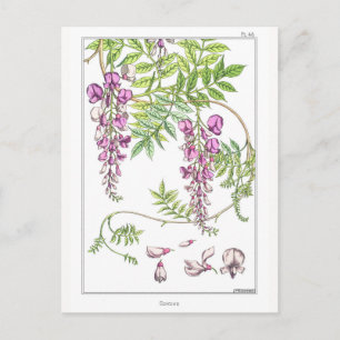 Wisteria Flowers - Maurice Pillard Verneuil - Briefkaart