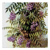 Wisteria Frutescens Botanische Kunstschilder Perfect Poster (Voorkant)