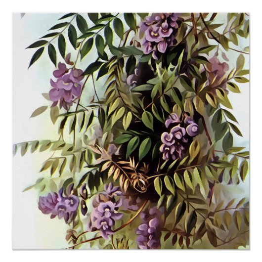 Wisteria Frutescens Botanische Kunstschilder Perfect Poster (Voorkant)