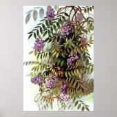 Wisteria Frutescens Botanische Kunstschilder Poster (Voorkant)