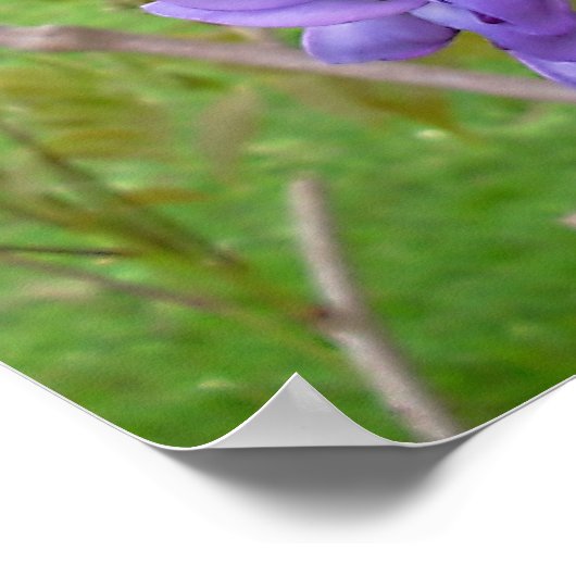 "Wisteria"... Impression des écritures (Coin)