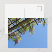 Wisteria: Japan Briefkaart (Voorkant / Achterkant)