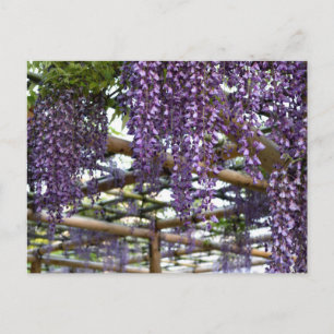 Wisteria Pergola: Kameido Tenjin, Tokio Briefkaart