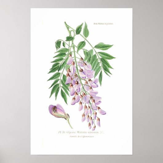 Wisteria Poster (Voorkant)