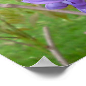 Wisteria... Scriptafdrukken Poster (Hoek)