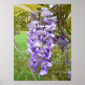 Wisteria... Scriptafdrukken Poster (Voorkant)