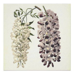 Wisteria Sinensis botanische kunst geïsoleerd op w Perfect Poster