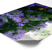 Wisteria-tunnel in Panama Poster (Hoek)