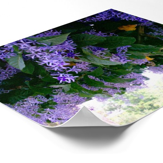 Wisteria-tunnel in Panama Poster (Hoek)