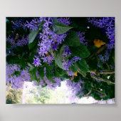 Wisteria-tunnel in Panama Poster (Voorkant)