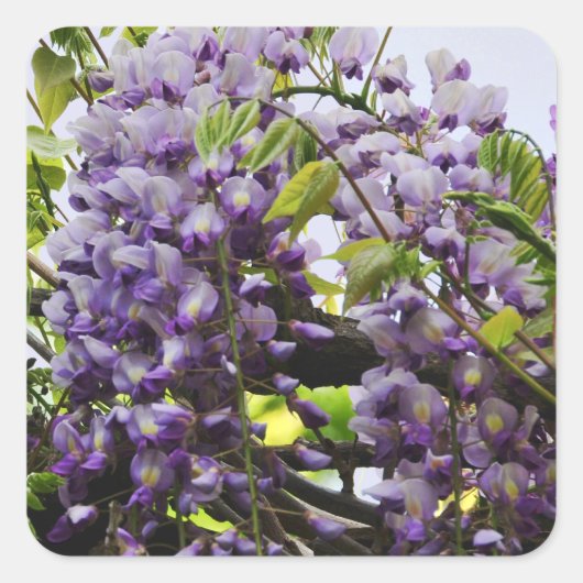 Wisteria Vine Sticker (Voorkant)