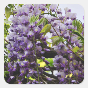 Wisteria Vine Sticker
