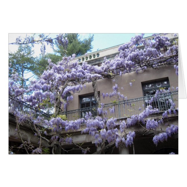 Wisteria Window (Voorkant Horizontaal)