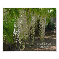 Wisteria Witte Tuin Bloemen Live Liefde Lach
