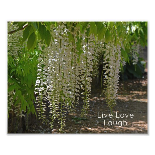 Wisteria Witte Tuin Bloemen Live Liefde Lach Foto Afdruk (Voorkant)