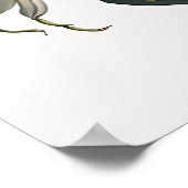 Wit Amaryllis Bloemenkunst Print Poster (Hoek)