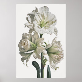 Wit Amaryllis Bloemenkunst Print Poster