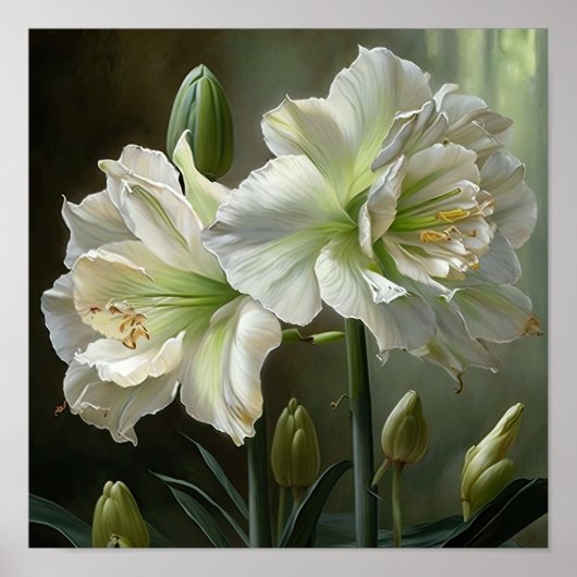 Wit Amaryllis Bloemenkunst Print Poster (Voorkant)