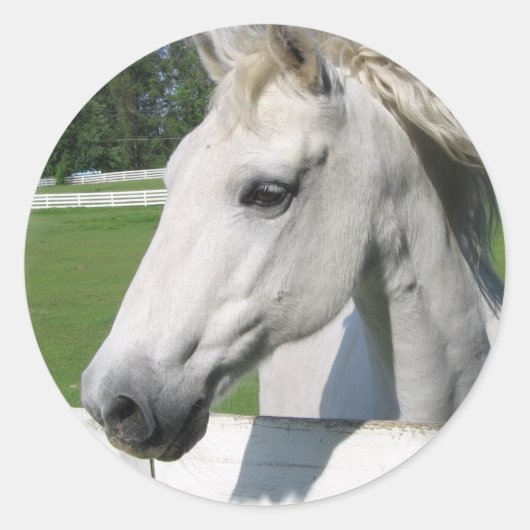 Wit Arabisch Paard Sticker (Voorkant)