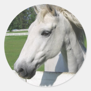 Wit Arabisch Paard Sticker