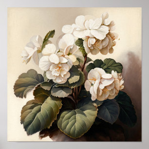 Wit Begonia's Bloemenkunst Print Poster