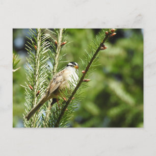 Wit-brede maag, vogels, wilde dieren, briefkaart