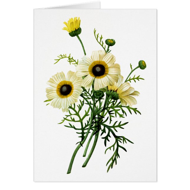 Wit chrysant van Pierre Joseph Redoute (Voorkant)