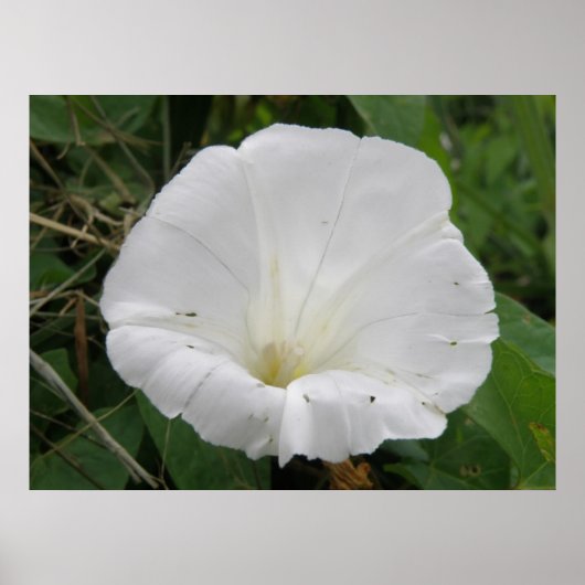  wit convolvulus Bloed Poster (Voorkant)