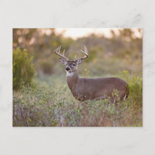 wit-de steel verwijderd van herten (virginianus briefkaart