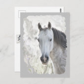 Wit droompaard briefkaart (Voorkant / Achterkant)