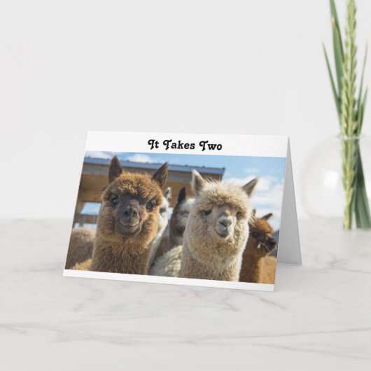 Wit en roodbruin gekruld alpaca-koppel kaart (Voorkant)